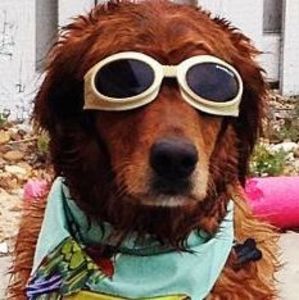 Meet your Posher, Bailey